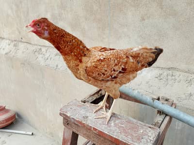 hens. . .