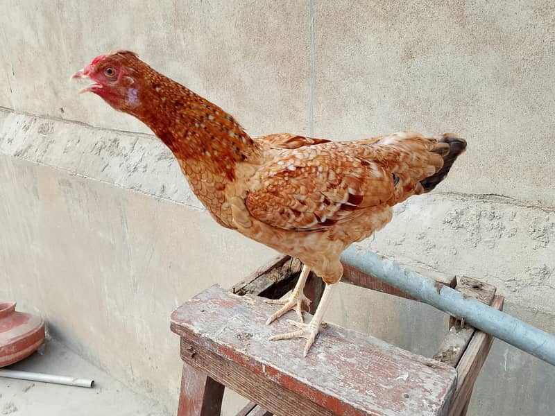 hens. . . 0
