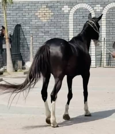 Retired black racehorse for sale
