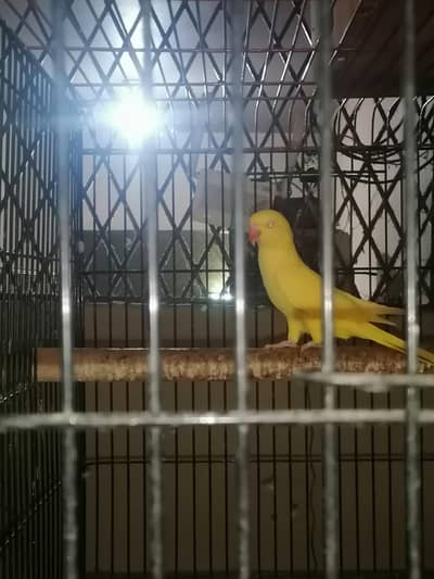 yellow ringneck breeder female for sale