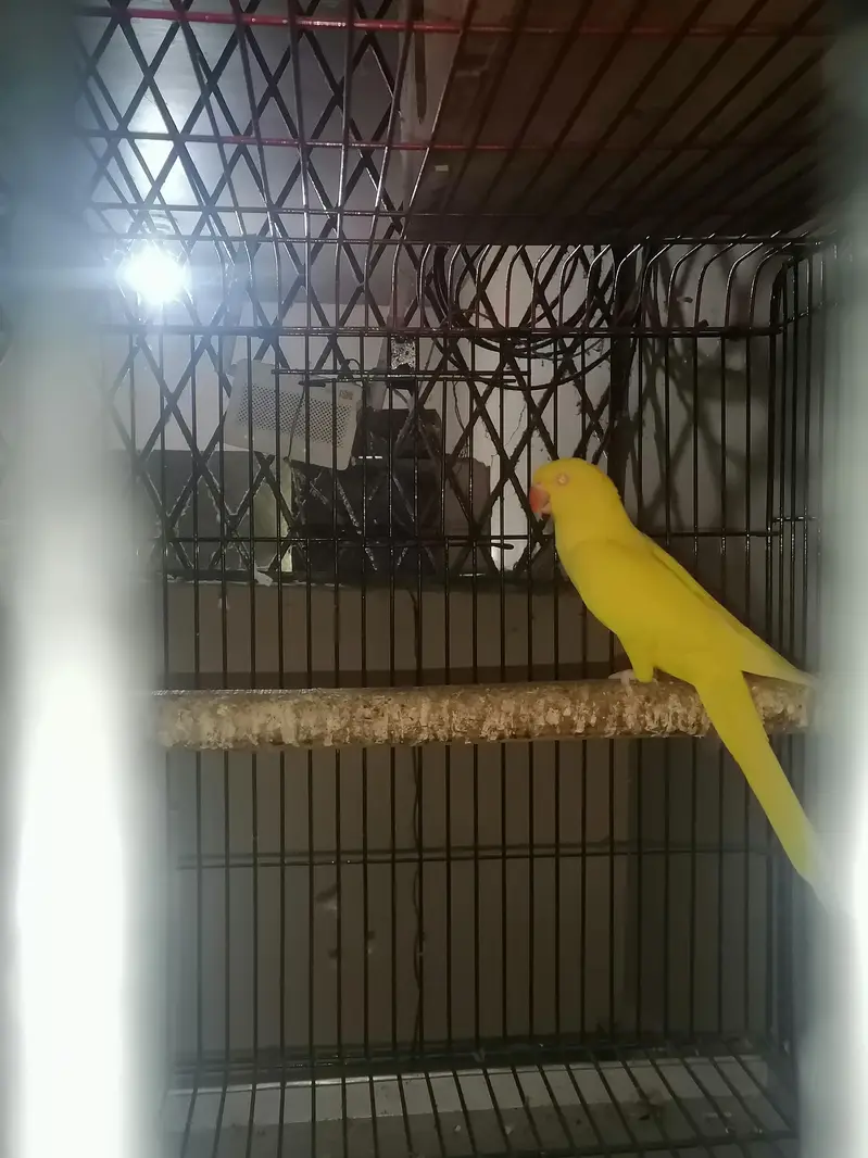 yellow ringneck breeder female for sale — photo 2