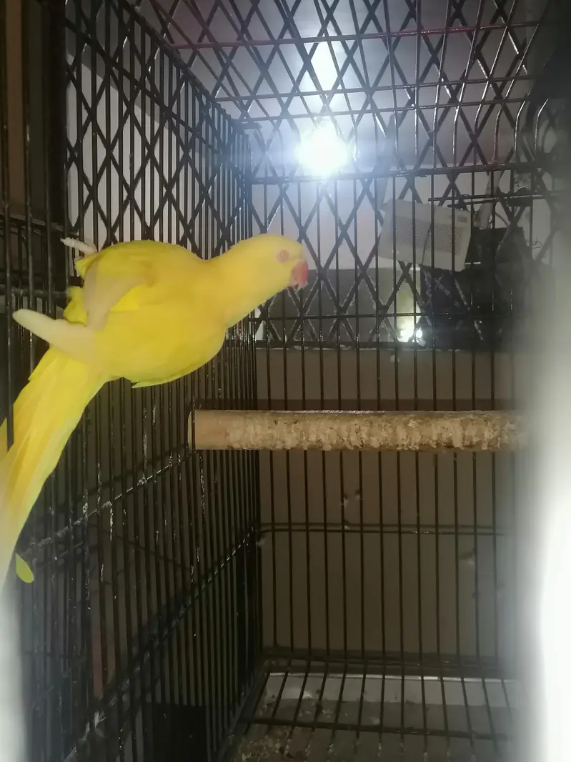 yellow ringneck breeder female for sale — photo 3