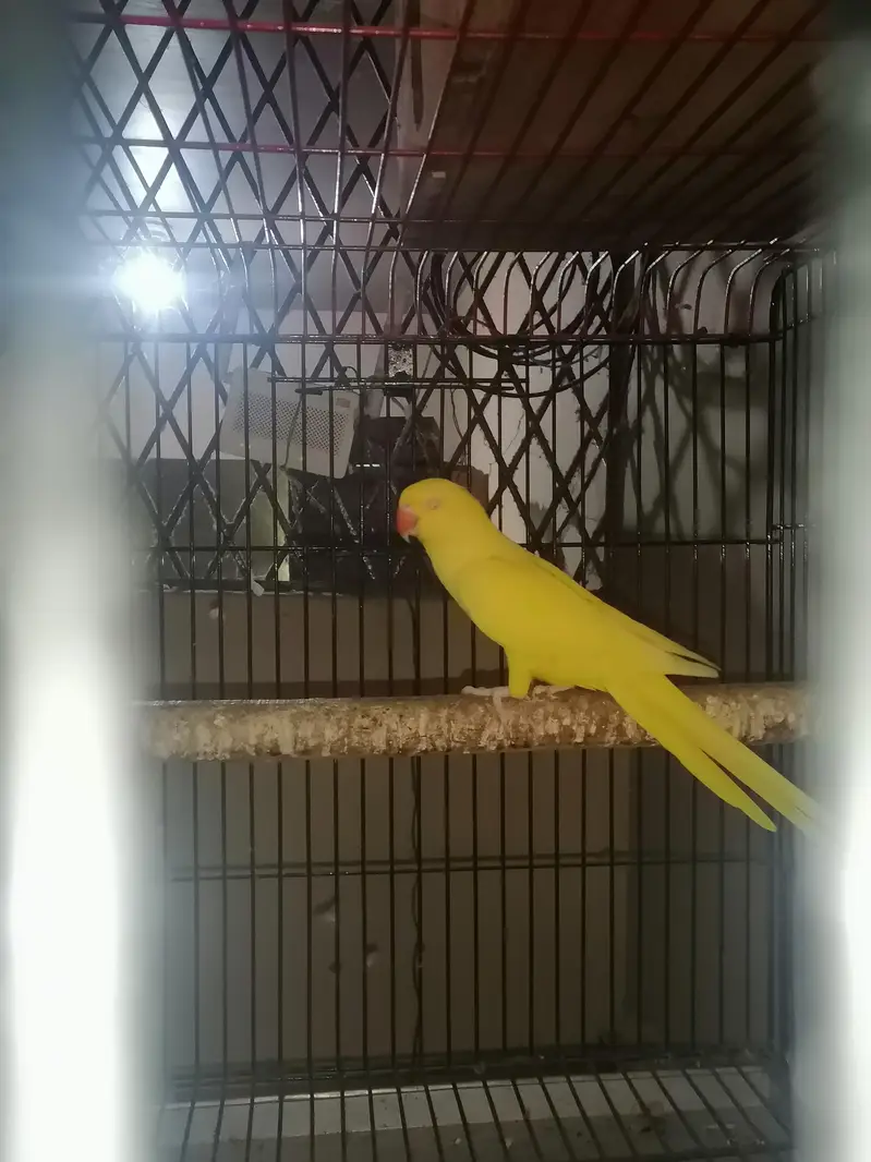 yellow ringneck breeder female for sale — photo 4