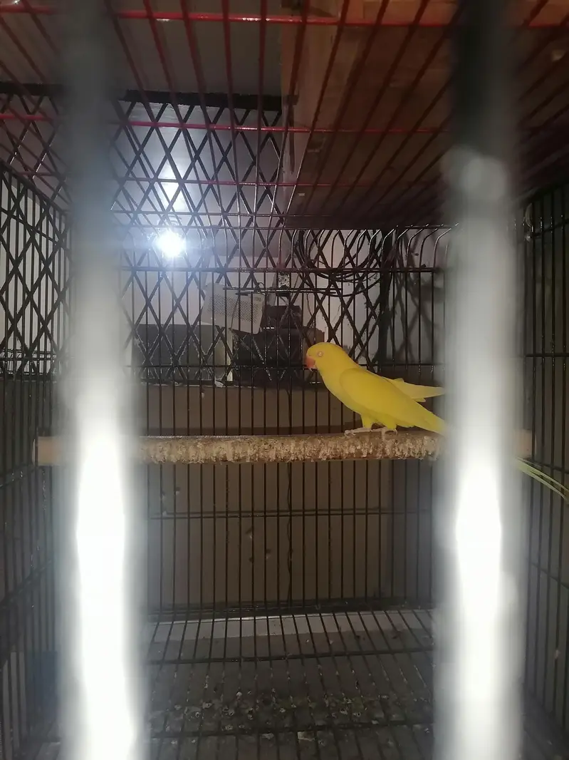 yellow ringneck breeder female for sale — photo 5