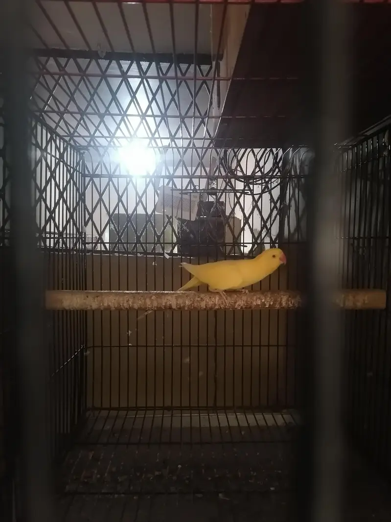 yellow ringneck breeder female for sale — photo 6