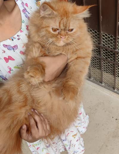 breeder female cat hai