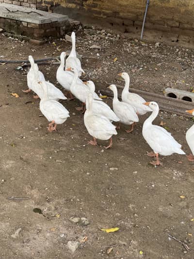 Big ducks long neck