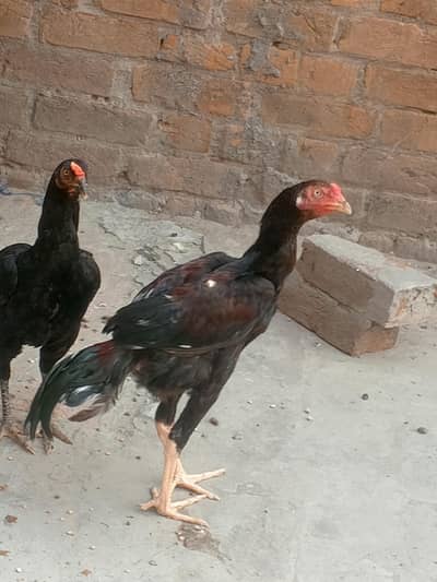 mianwali good breed pair ha