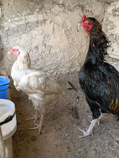ASEEL JAGIRI PAIR