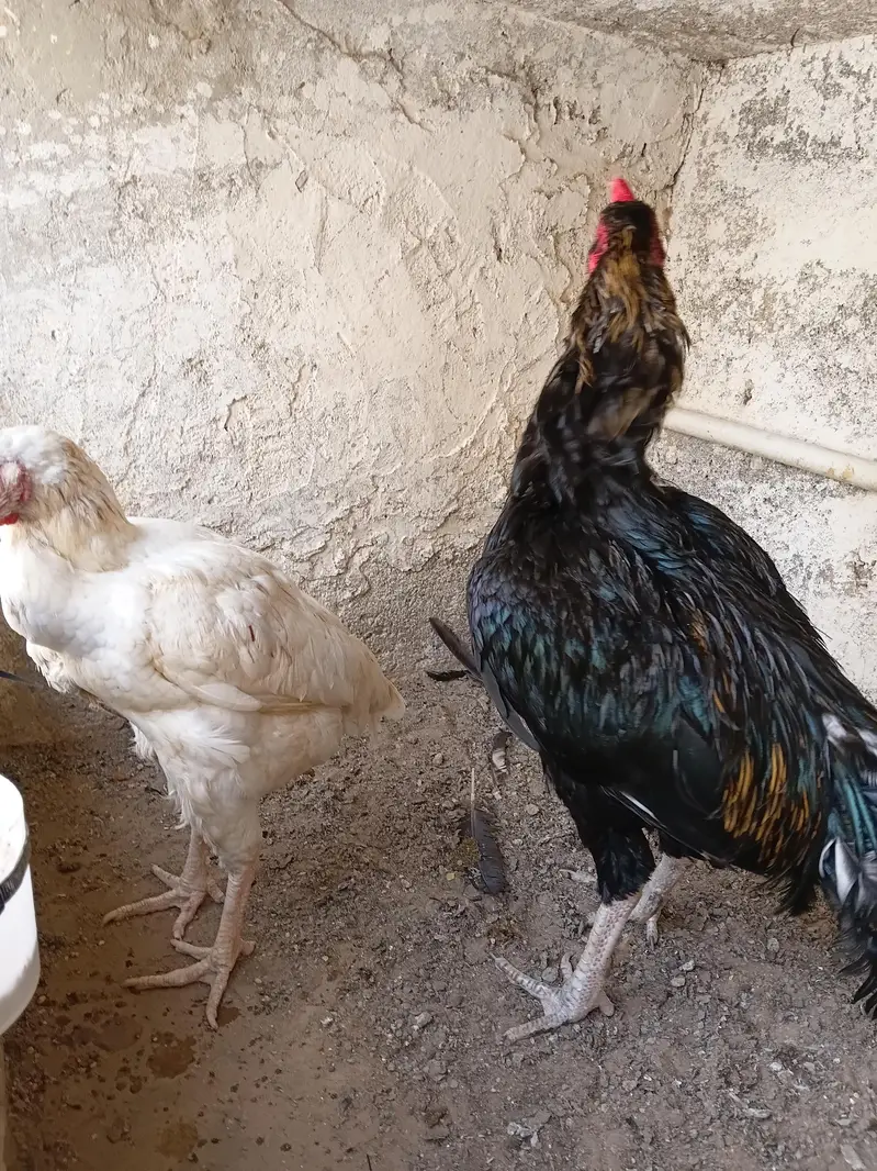 ASEEL JAGIRI PAIR — photo 2