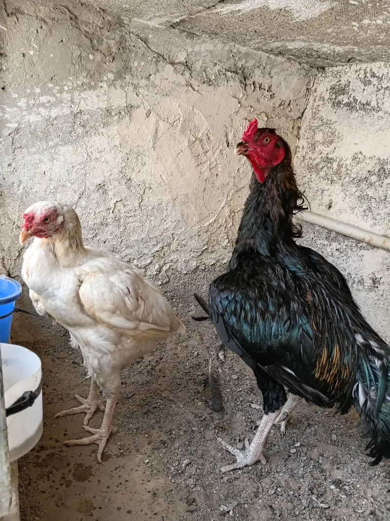 ASEEL JAGIRI PAIR — photo 3