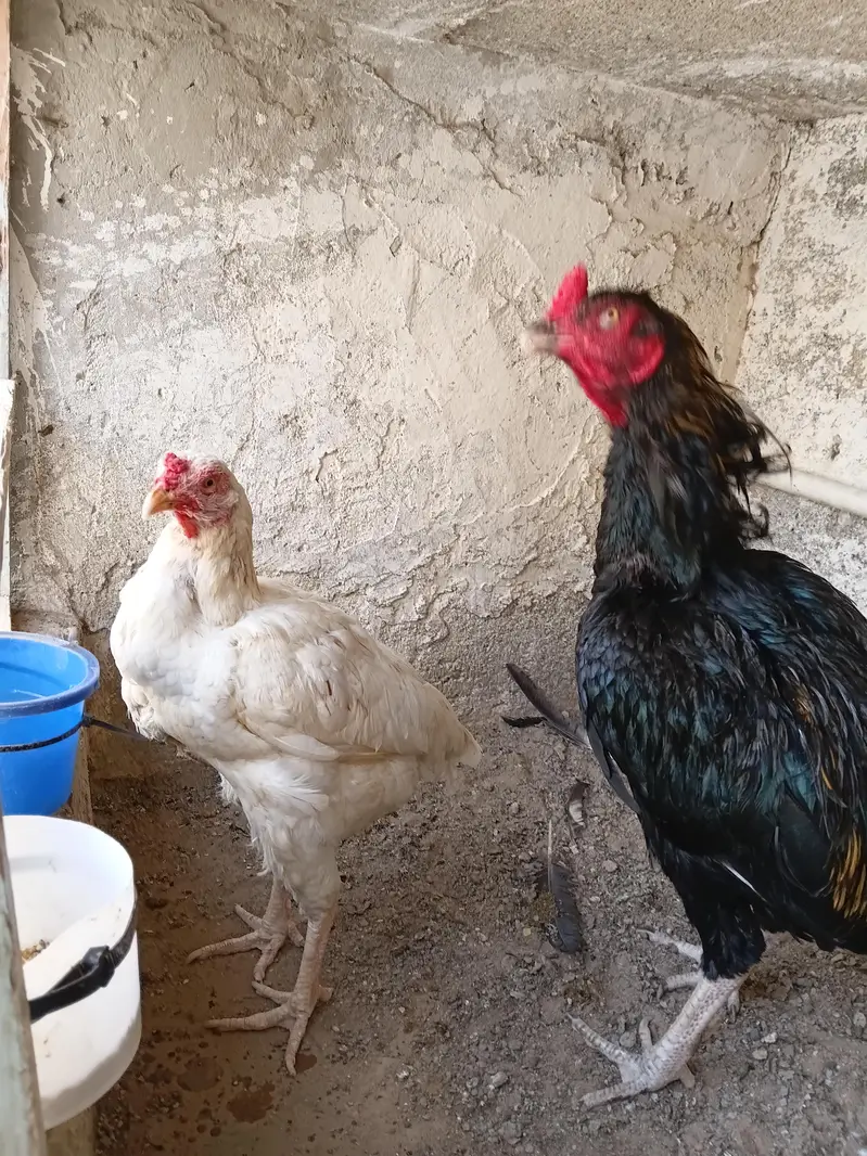 ASEEL JAGIRI PAIR — photo 4