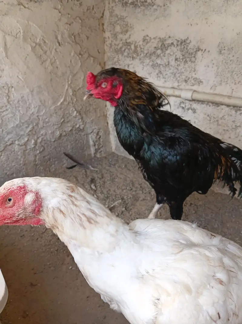 ASEEL JAGIRI PAIR — photo 8