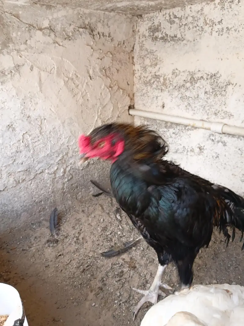 ASEEL JAGIRI PAIR — photo 10