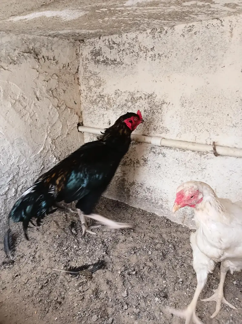 ASEEL JAGIRI PAIR — photo 12