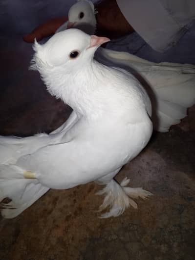 pure white lahori  pegion