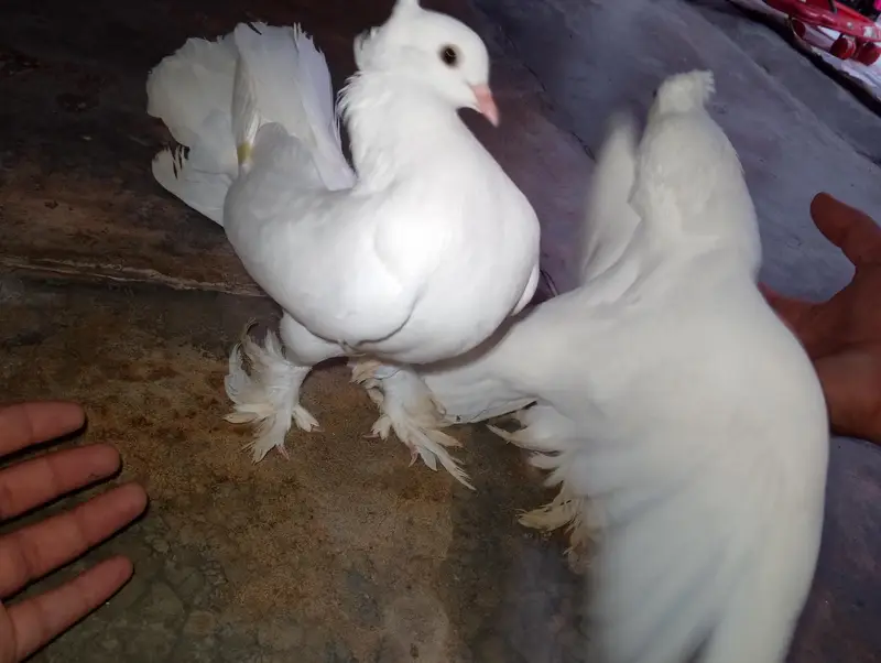 pure white lahori  pegion — photo 2