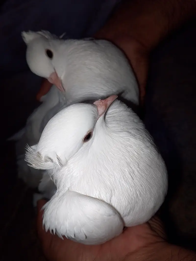 pure white lahori  pegion — photo 3