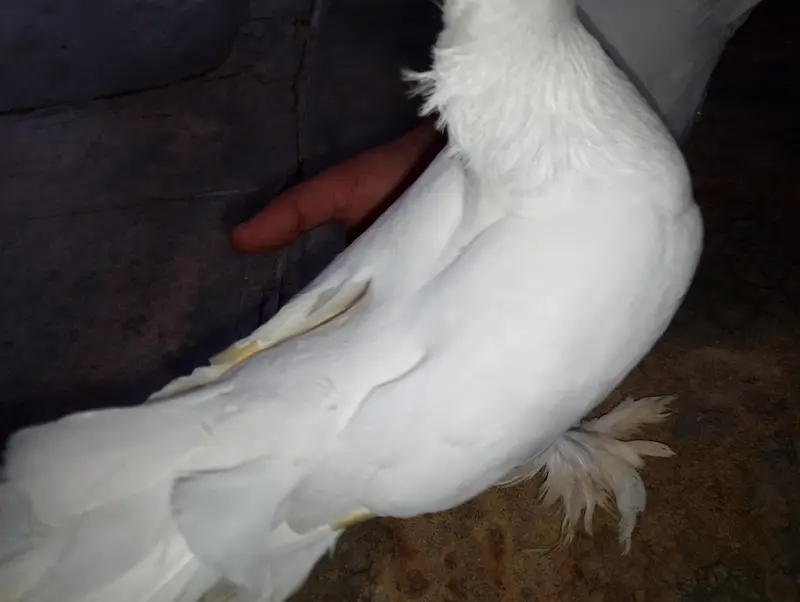 pure white lahori  pegion — photo 4