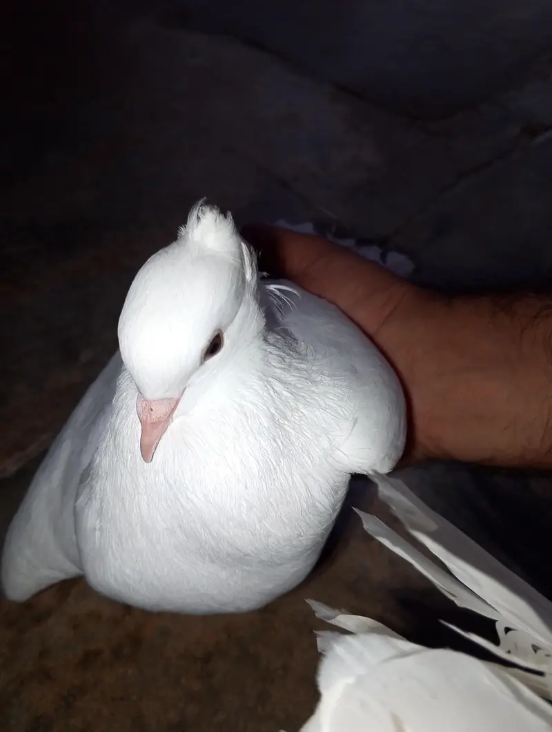 pure white lahori  pegion — photo 5