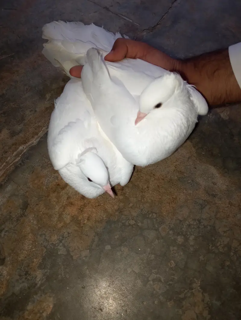 pure white lahori  pegion — photo 6