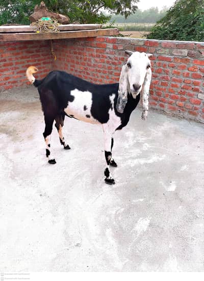 for seel khali he
