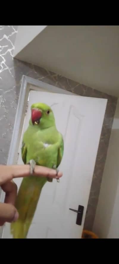 green ring neck hand tame