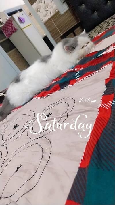 cat sell