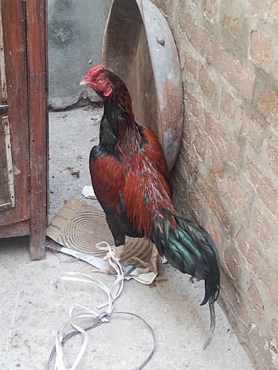 Aseel MIANWALI Breed