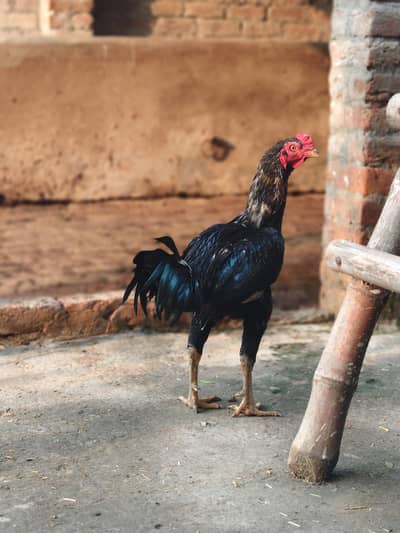 Aseel Murga for Sale  | Pure Breed | Healthy & Active