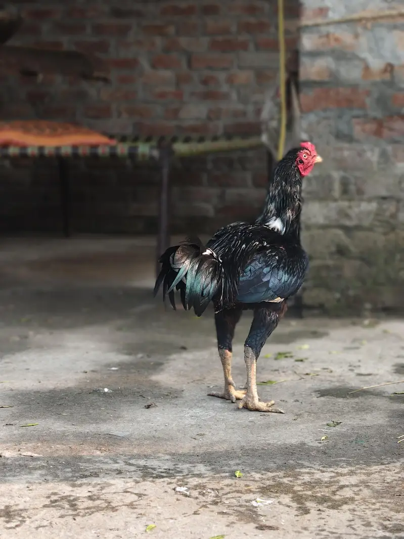 Aseel Murga for Sale  | Pure Breed | Healthy & Active — photo 2
