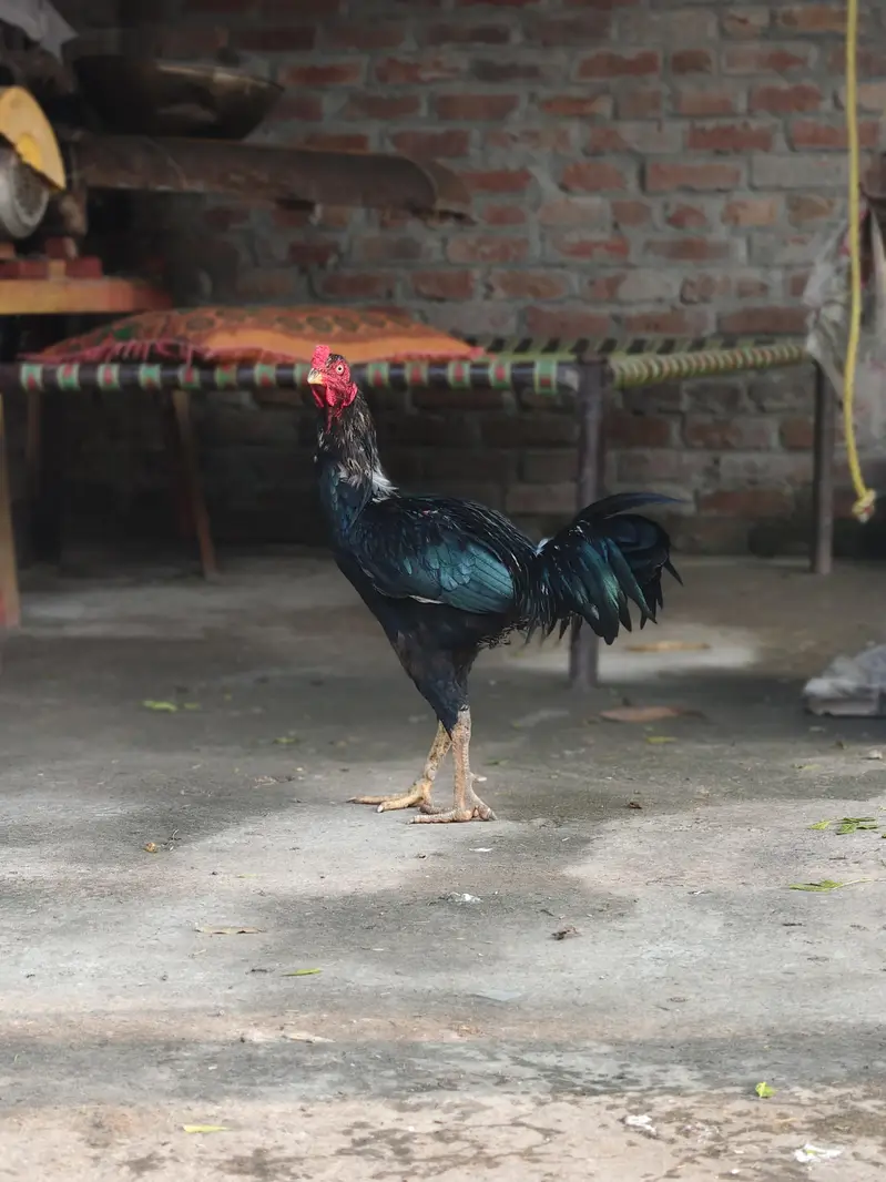 Aseel Murga for Sale  | Pure Breed | Healthy & Active — photo 3