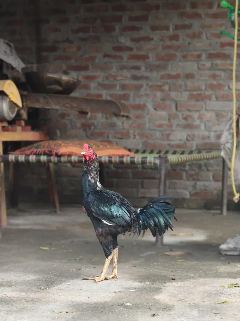 Aseel Murga for Sale  | Pure Breed | Healthy & Active — photo 4