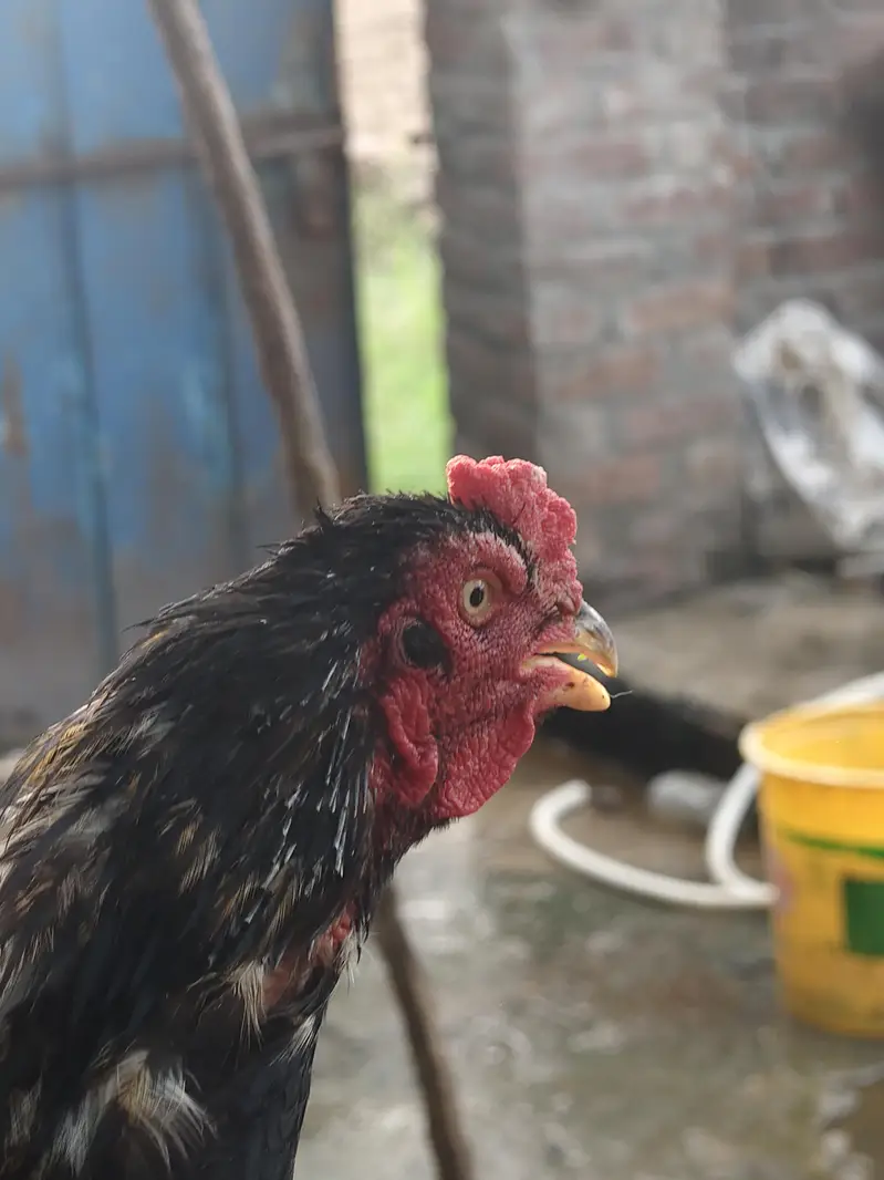 Aseel Murga for Sale  | Pure Breed | Healthy & Active — photo 5