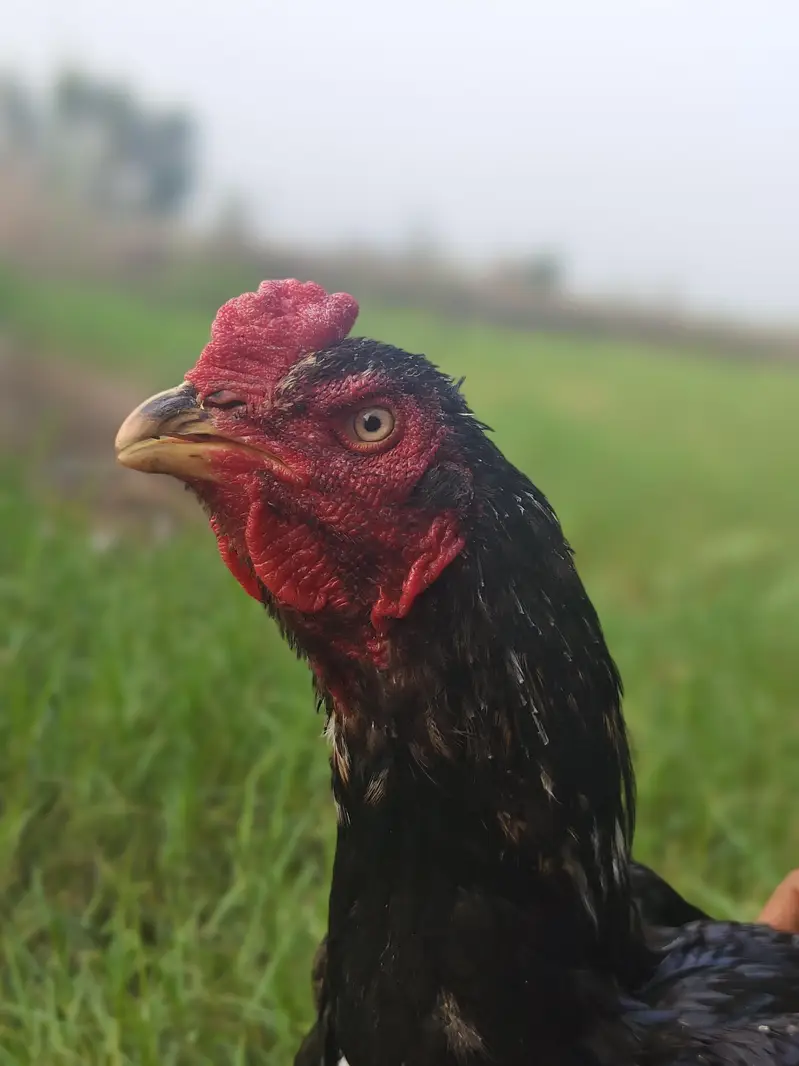 Aseel Murga for Sale  | Pure Breed | Healthy & Active — photo 6