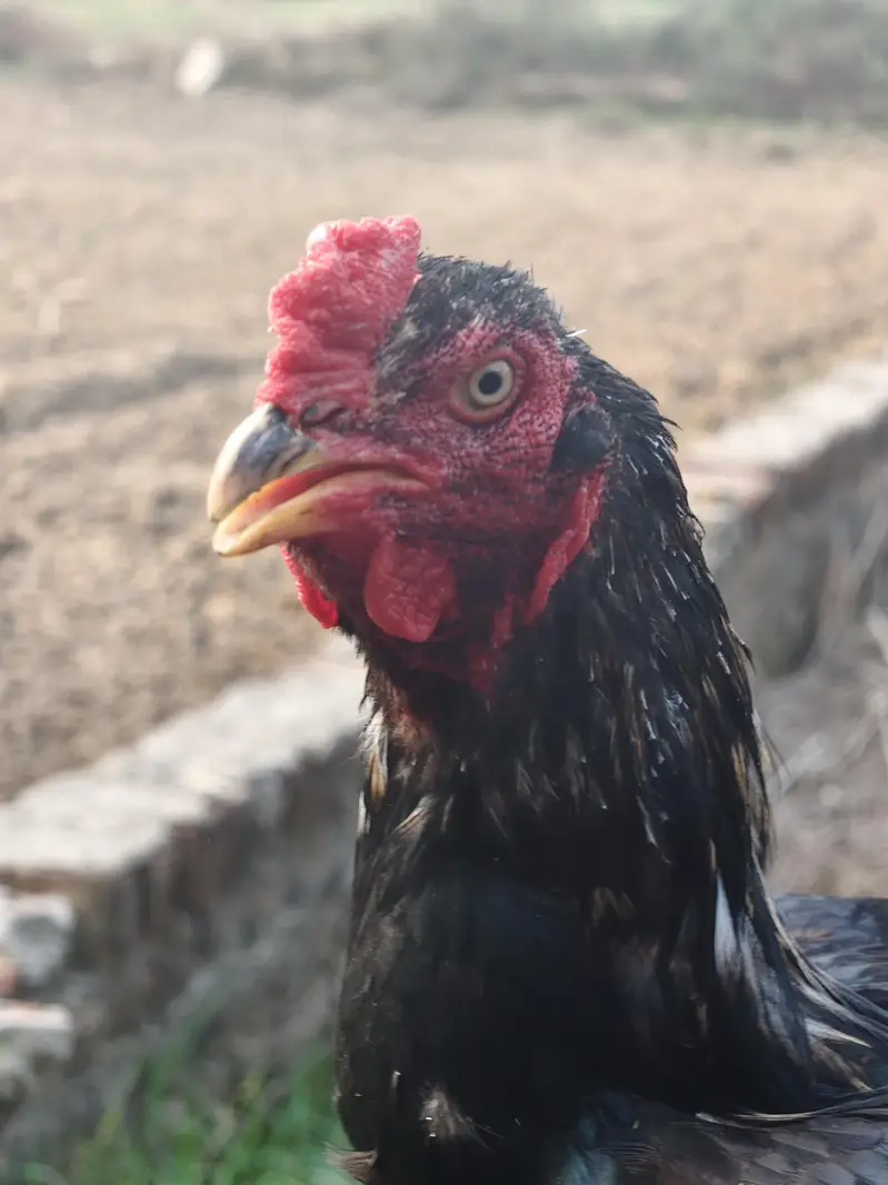 Aseel Murga for Sale  | Pure Breed | Healthy & Active — photo 7