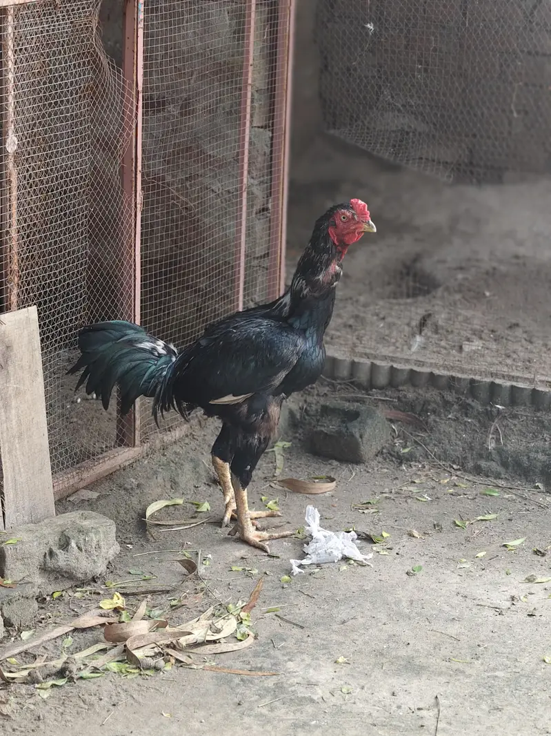 Aseel Murga for Sale  | Pure Breed | Healthy & Active — photo 8