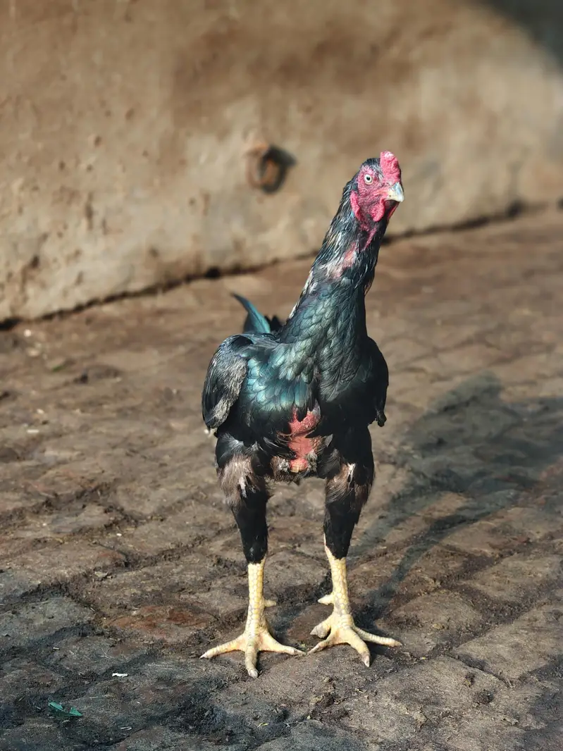 Aseel Murga for Sale  | Pure Breed | Healthy & Active — photo 9