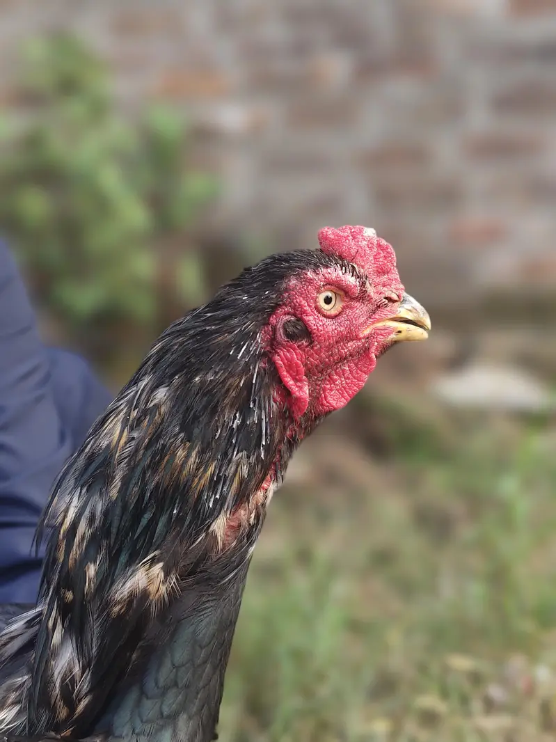Aseel Murga for Sale  | Pure Breed | Healthy & Active — photo 10
