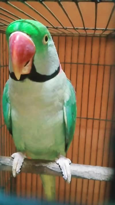pahari male jumbo size available for sale 03162402535