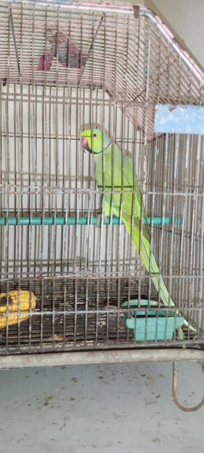 Ringneck male parrot breeder male jambo size with cage