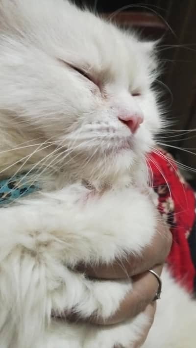 persian cat odd eye