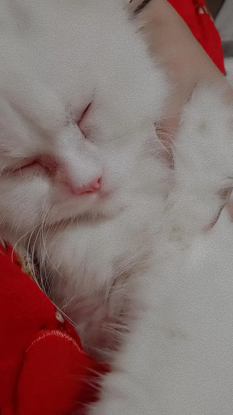 persian cat odd eye — photo 2