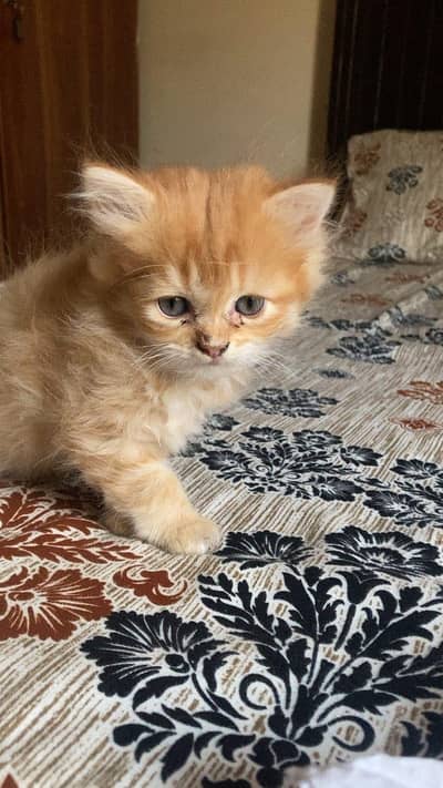 male and femail kitten for sale