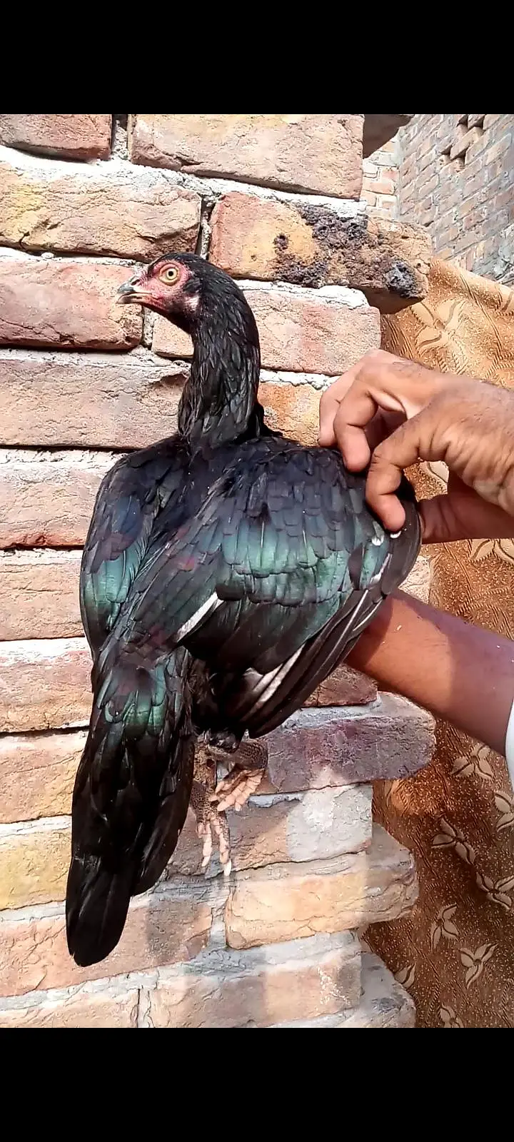 4 madia hn sir super qulity — photo 2