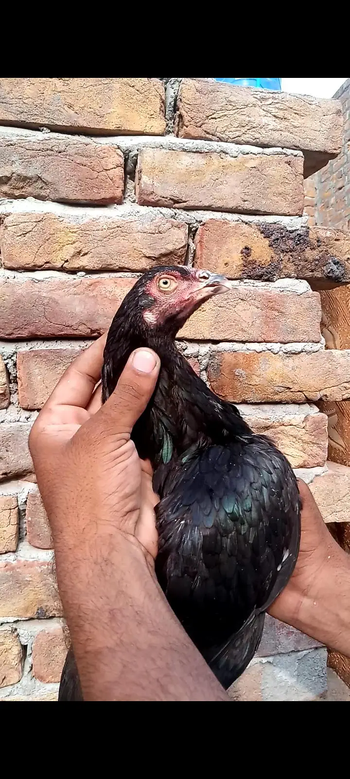 4 madia hn sir super qulity — photo 3