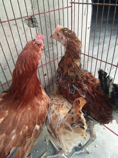 ghar k paly 2 pathy  2 pathiya   1  big murgi  1 cage 2 by 1.5 x1.5