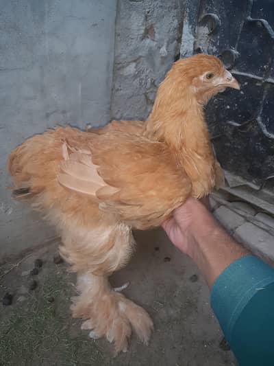 grwing naturally in the house