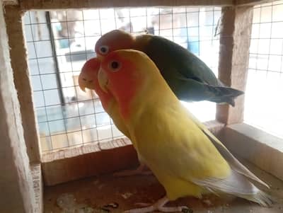 love birds healthy or active pair hai aur ek Mel hai