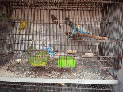 breeder pair